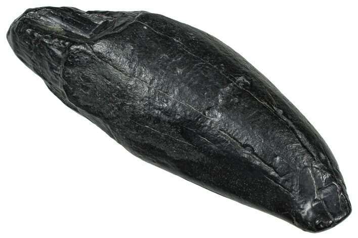 Fossil Sperm Whale (Scaldicetus) Tooth - South Carolina #374152